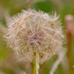 Scorzonera (Black Salsify)