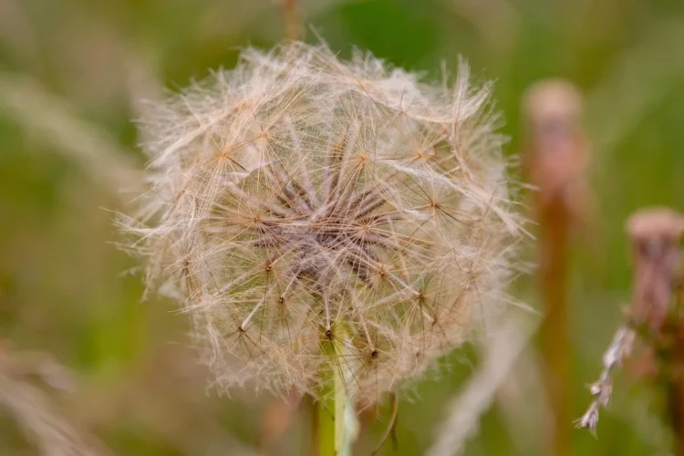 Scorzonera (Black Salsify)
