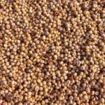 Sorghum