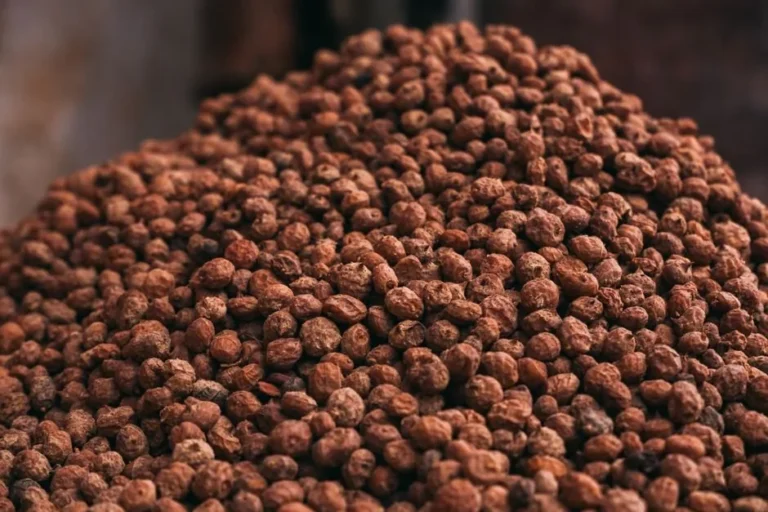 Tiger nut