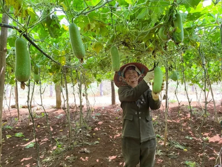 Winter Melon