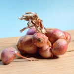 Shallot