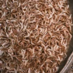 Dried shrimp