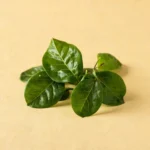 Kaffir lime leaves