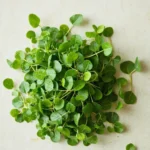 Malunggay leaves