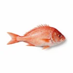 Whole red snapper